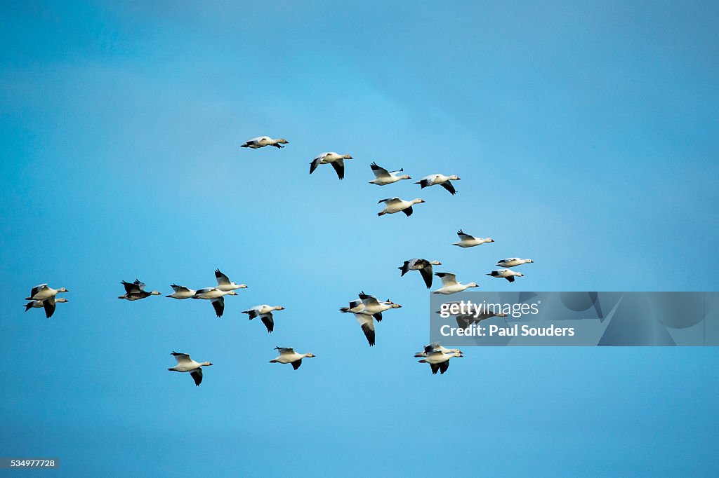 Migrating Flock of Snow Geese, Repulse Bay, Nanavut, Canada