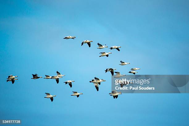 migrating flock of snow geese, repulse bay, nanavut, canada - goose bird fotografías e imágenes de stock