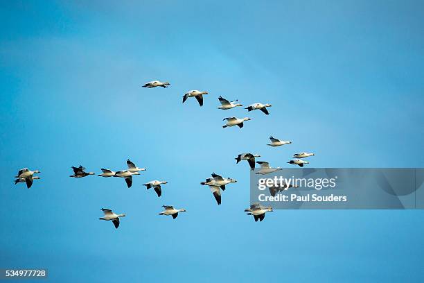 migrating flock of snow geese, repulse bay, nanavut, canada - dierlijke migratie stockfoto's en -beelden