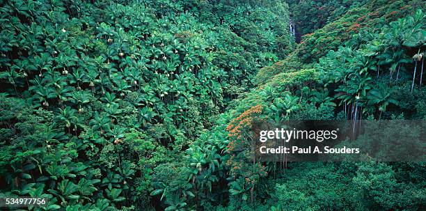 african tulip tree in rainforest - african tulip tree stock-fotos und bilder