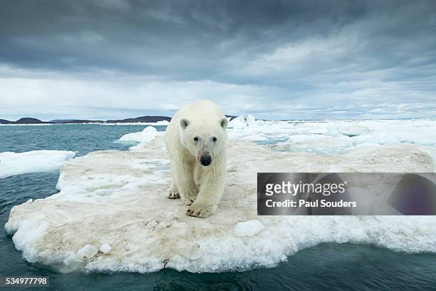 polar bear on hudson bay pack ice, nunavut, canada - isbjörn bildbanksfoton och bilder
