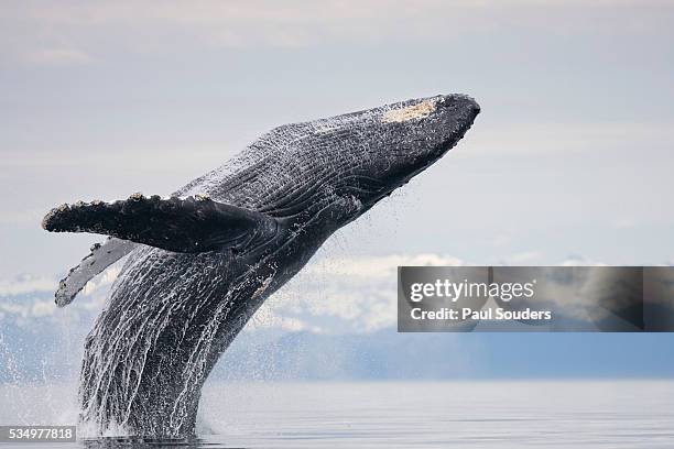 humpback whale breaching in frederick sound - breaching stock-fotos und bilder