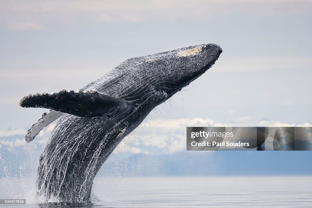 Humpback Whale Breaching in Frederick Sound