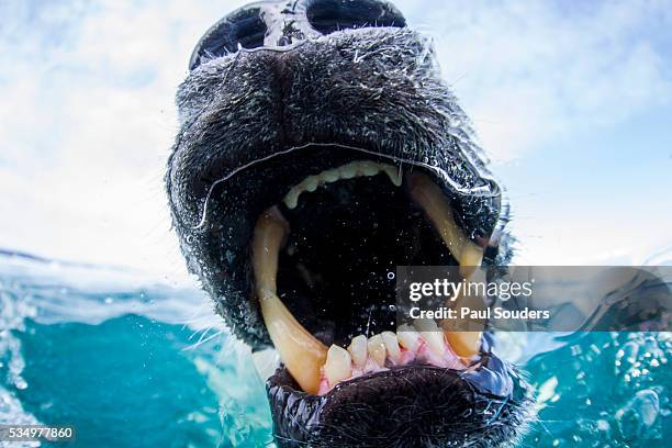 polar bear biting underwater camera dome, nunavut, canada - boca animal fotografías e imágenes de stock