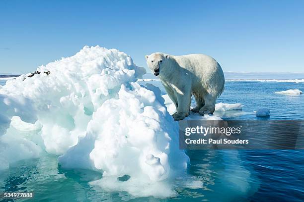 polar bear on iceberg, hudson bay, nunavut, canada - clima polar fotografías e imágenes de stock