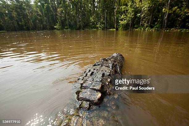alligator in honey island swamp in louisiana - alligator stock-fotos und bilder