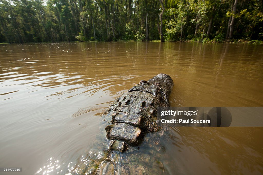 Alligator in Honey Island Swamp in Louisiana