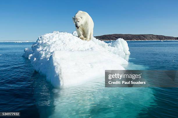 polar bear on iceberg, hudson bay, nunavut, canada - polar bear iceberg stock pictures, royalty-free photos & images