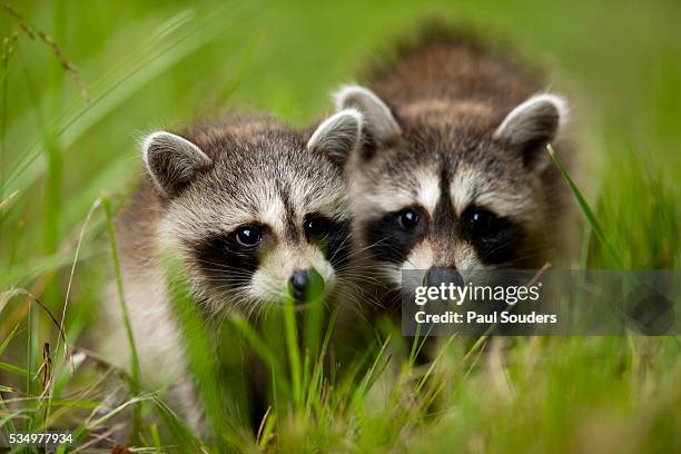 raccoons at assateague island national seashore in maryland - bandit stock pictures, royalty-free photos & images