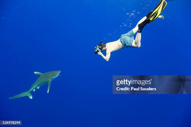 oceanic whitetip shark in hawaii - macchina fotografica subacquea foto e immagini stock