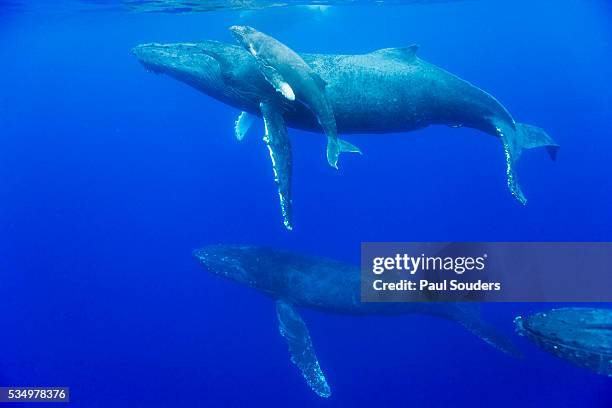 male humpback whales following cow and calf in breeding season - whale calf stock-fotos und bilder