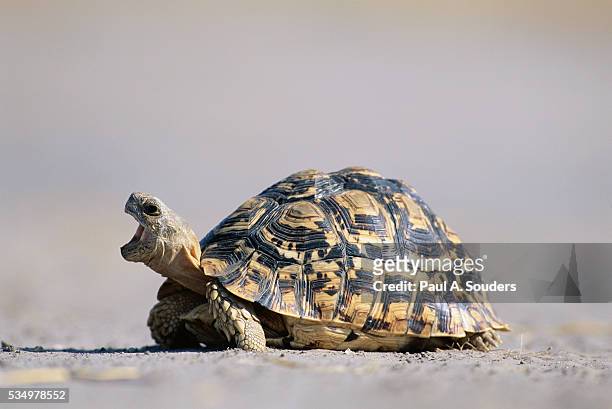 leopard tortoise with open mouth - schildkröte stock-fotos und bilder