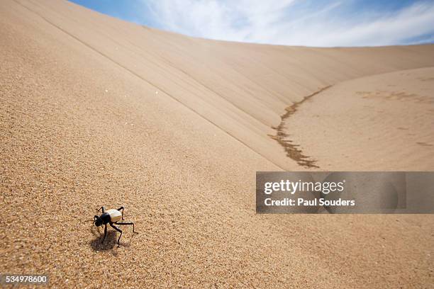 white beetle in sand dunes - namib stock-fotos und bilder