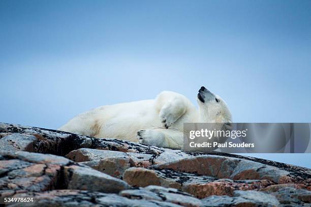 polar bear on harbour islands, hudson bay, nunavut, canada - hudson bay stock-fotos und bilder