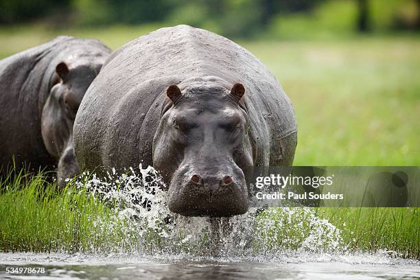 hippopotamus in chobe national park - hipopotamo imagens e fotografias de stock