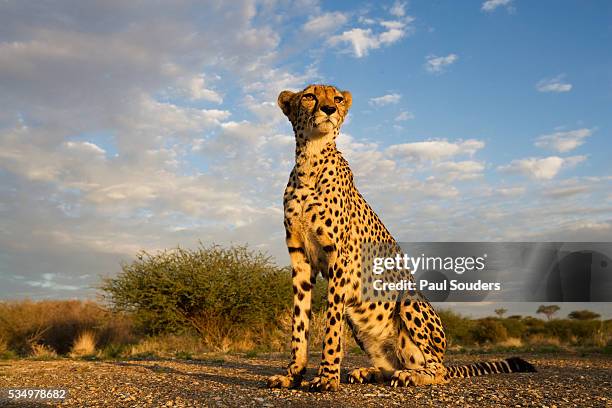 cheetah at sunset - cheetah namibia stock pictures, royalty-free photos & images