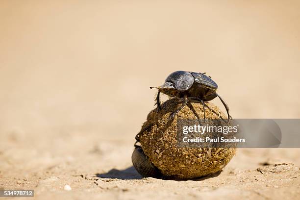 dung beetles in kgalagadi transfrontier park - scarab beetle stock pictures, royalty-free photos & images