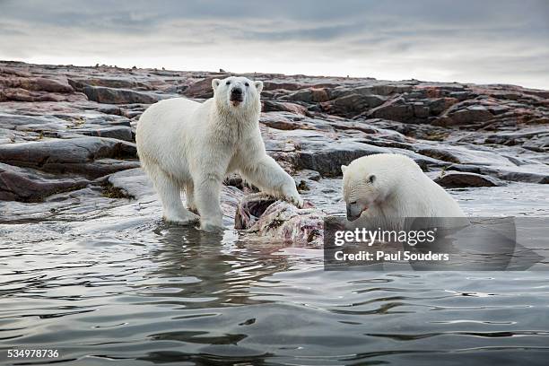 polar bears feeding on harbour islands, hudson bay, nunavut, canada - polar bear (ursus maritimus) stock pictures, royalty-free photos & images