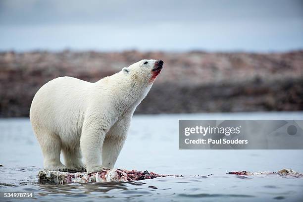 polar bears feeding on harbour islands, hudson bay, nunavut, canada - narwhal stock pictures, royalty-free photos & images