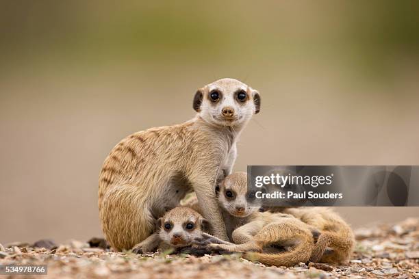 meerkat with pups - suricata imagens e fotografias de stock