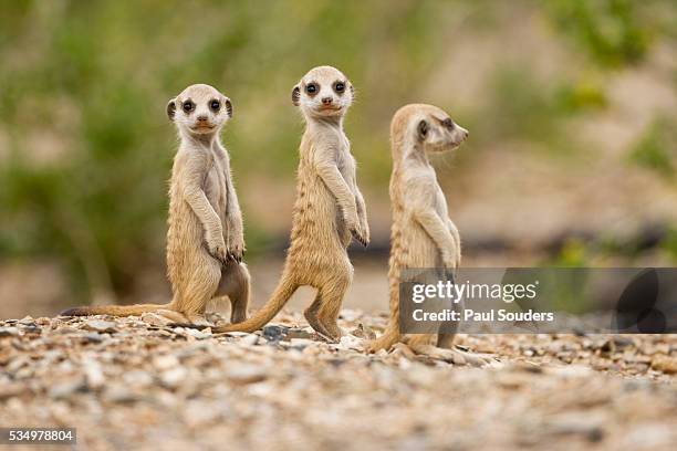 meerkat pups, namibia - suricate photos et images de collection