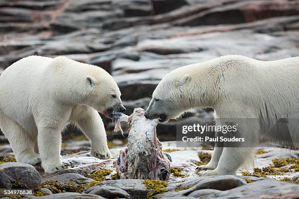 polar bears feeding on harbour islands, hudson bay, nunavut, canada - narwhal stock pictures, royalty-free photos & images