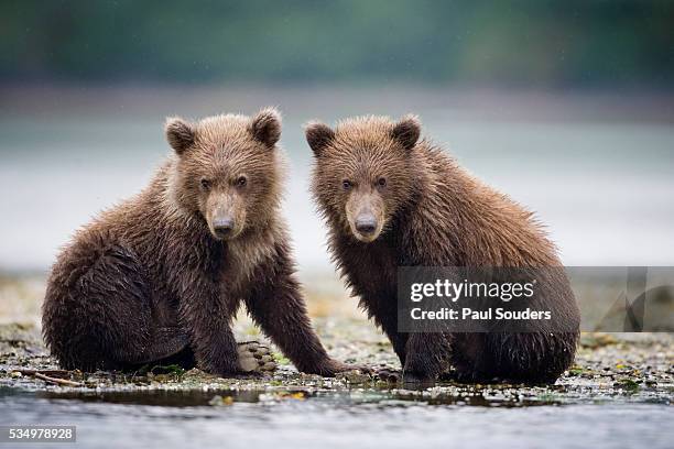 grizzly bear cubs at geographic harbor in katmai national park - ヒグマ ストックフォトと画像