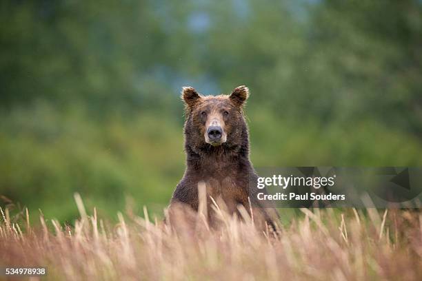 grizzly bear standing over tall grass at kukak bay - bear stock-fotos und bilder