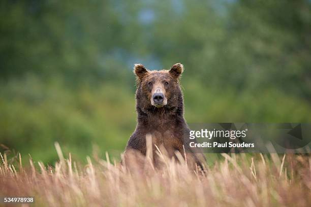 grizzly bear standing over tall grass at kukak bay - bear foto e immagini stock