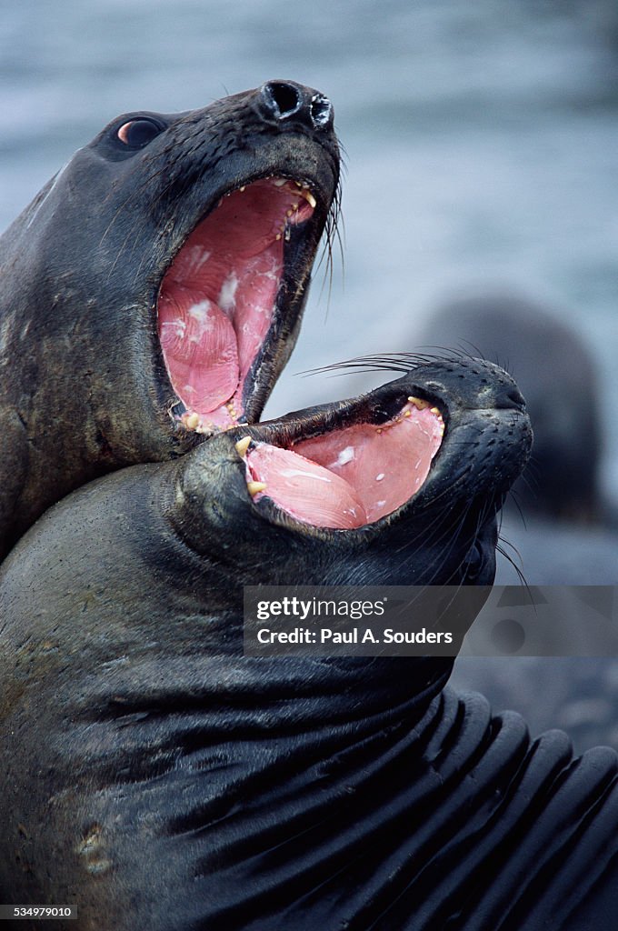 Elephant Seals Sparing