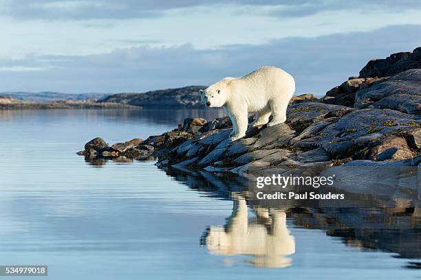 polar bear on harbour islands, hudson bay, nunavut, canada - polar bear fotografías e imágenes de stock