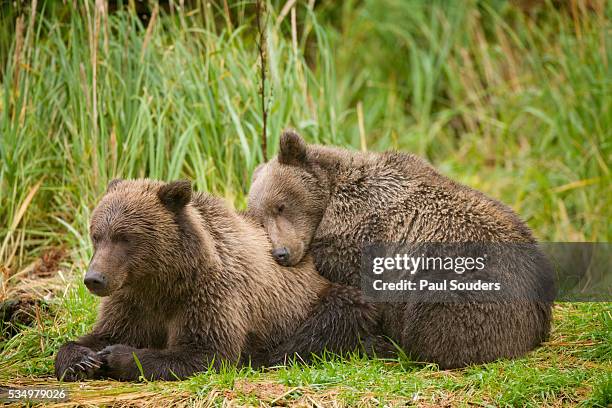 brown bear cubs sleeping at kuliak bay - bear lying down stock pictures, royalty-free photos & images