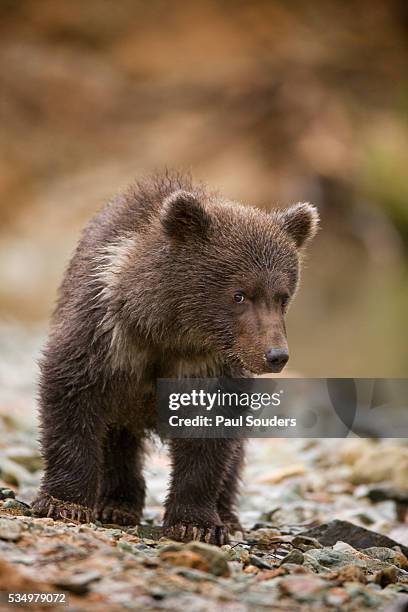 brown bear cub at kinak bay in katmai national park - bear cub fotografías e imágenes de stock