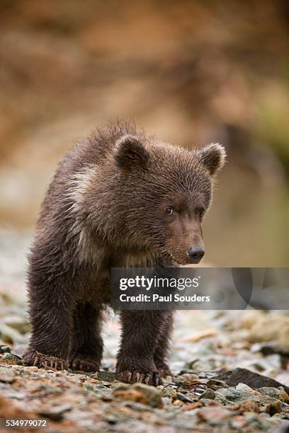 brown bear cub at kinak bay in katmai national park - brown bear cub photos et images de collection