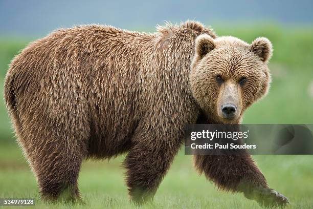 grizzly bear at kukak bay in katmai national park - grizzly bear stock pictures, royalty-free photos & images