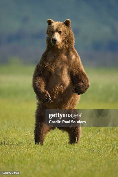 brown bear standing upright in meadow at hallo bay - bear standing stock pictures, royalty-free photos & images