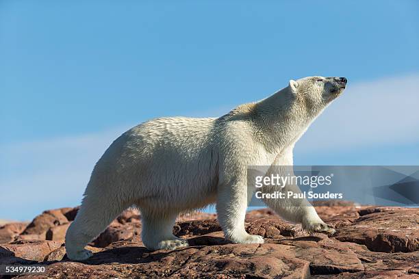 polar bear on harbour islands, hudson bay, nunavut, canada - polar bear bildbanksfoton och bilder