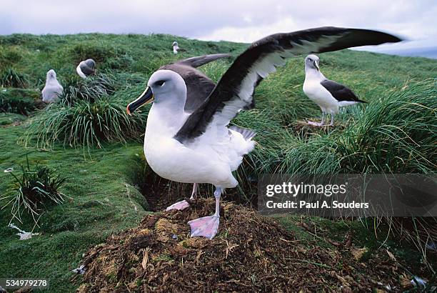 gray-headed albatross stretching both wings - albatross stock pictures, royalty-free photos & images