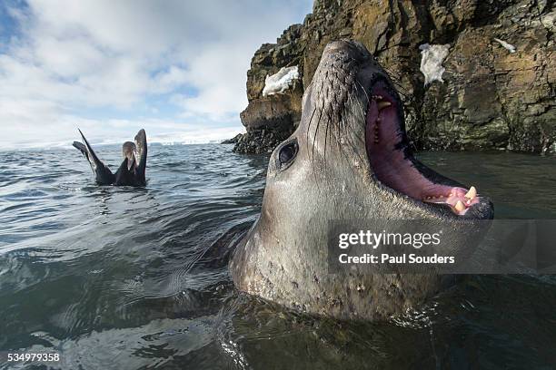 elephant seal at livingstone island, antarctica - elephant island south shetland islands stock pictures, royalty-free photos & images