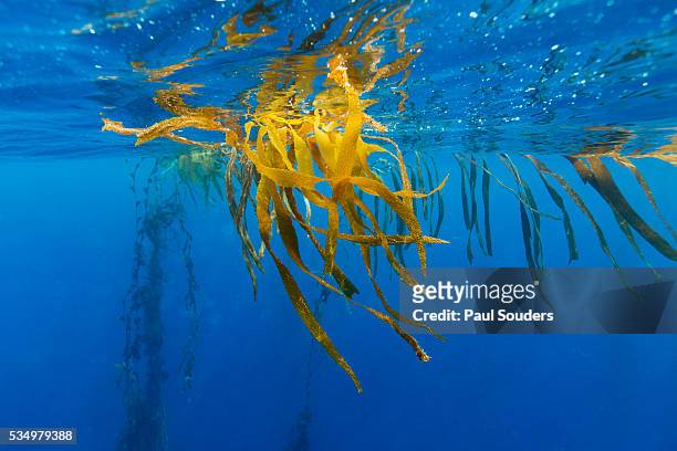 seaweed on diego ramirez islands, chile - seaweed stock pictures, royalty-free photos & images