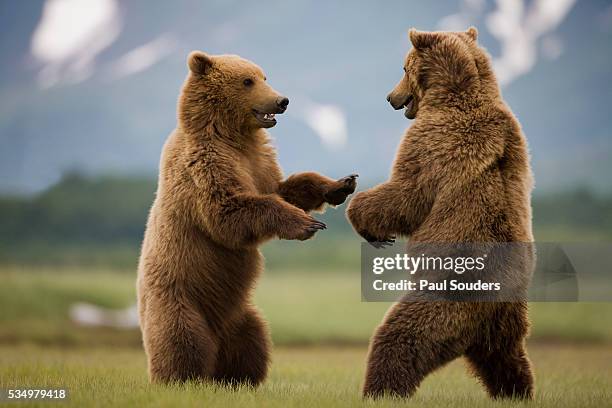 grizzly bears sparring at hallo bay in katmai national park - bear stock-fotos und bilder