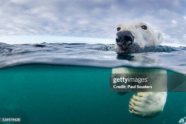 underwater polar bear by harbour islands, nunavut, canada - 絶滅危惧種 ストックフォトと画像