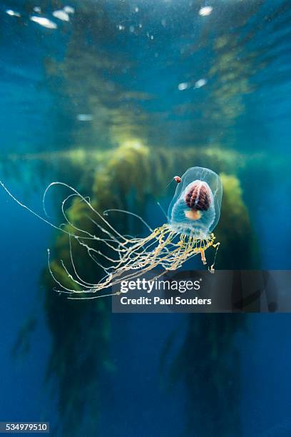 underwater jellyfish in diego ramirez islands, chile - plankton stock pictures, royalty-free photos & images