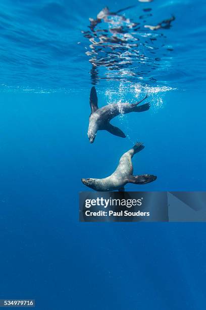 southern sea lions, diego ramirez islands, chile - robben stock-fotos und bilder