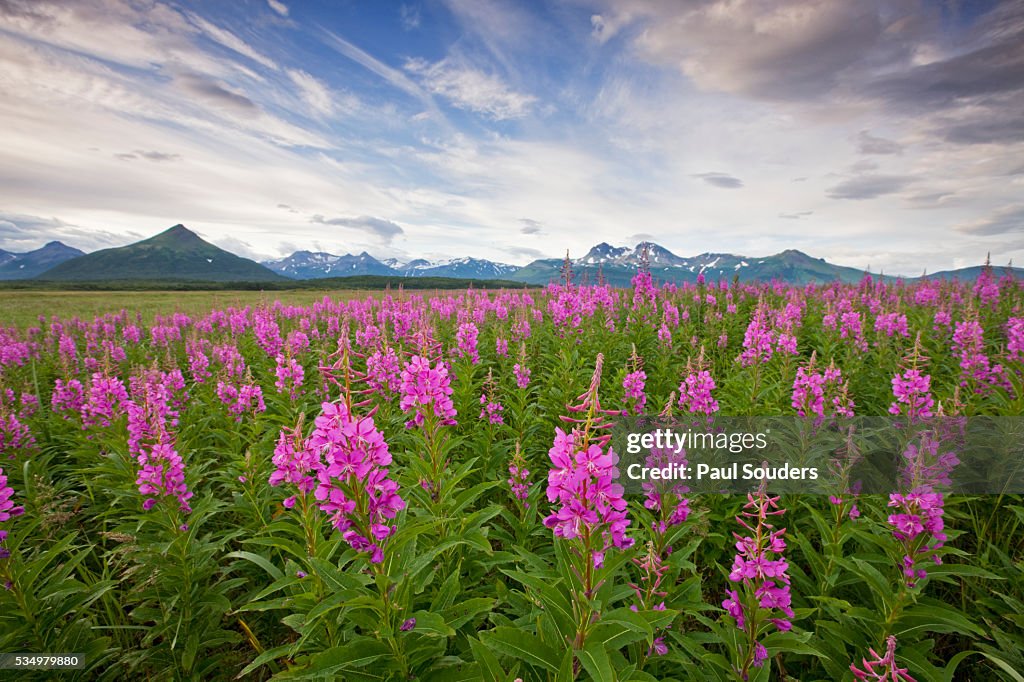 Fireweed in Meadow at Hallo Bay in Katmai National Park