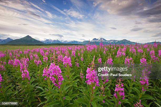 fireweed in meadow at hallo bay in katmai national park - fireweed stock pictures, royalty-free photos & images