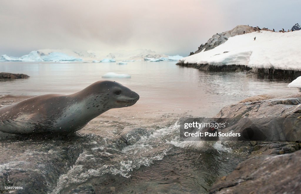Leopard seal hunting gentoo penguin, Antarctica