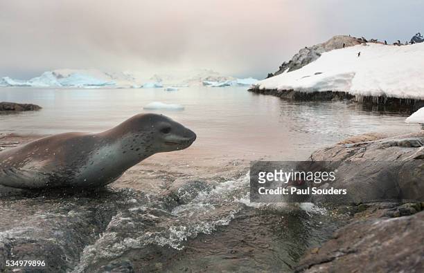 leopard seal hunting gentoo penguin, antarctica - leopard seal imagens e fotografias de stock