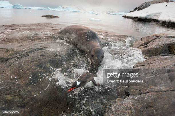 leopard seal hunting gentoo penguin, antarctica - leopard seal stockfoto's en -beelden