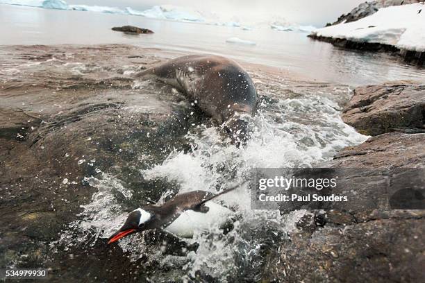 leopard seal hunting gentoo penguin, antarctica - leopard seal stock-fotos und bilder